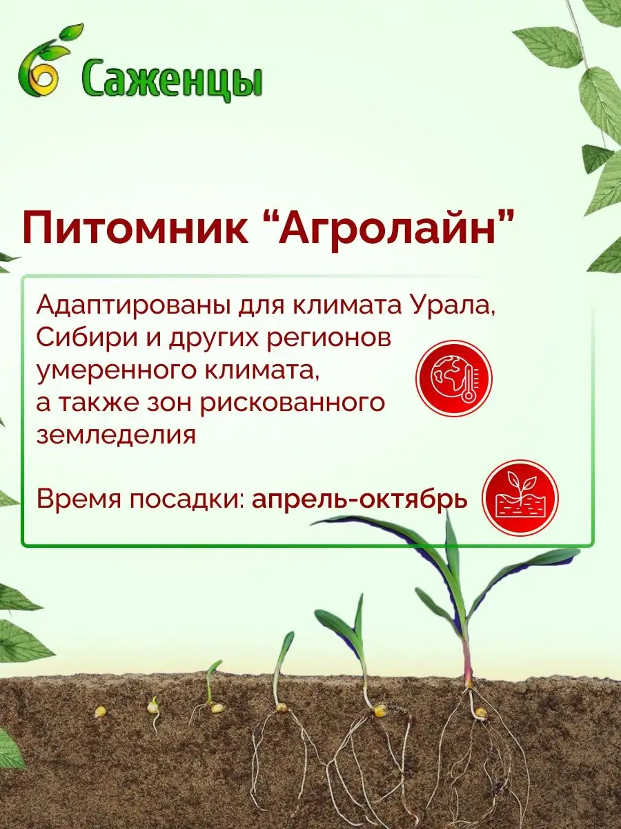 Жасмин Каролинка Питомник Агролайн купить по цене 853 ₽ в интернет-магазине  Wildberries | 166133924