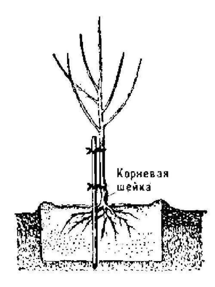 Посадка яблони прививка