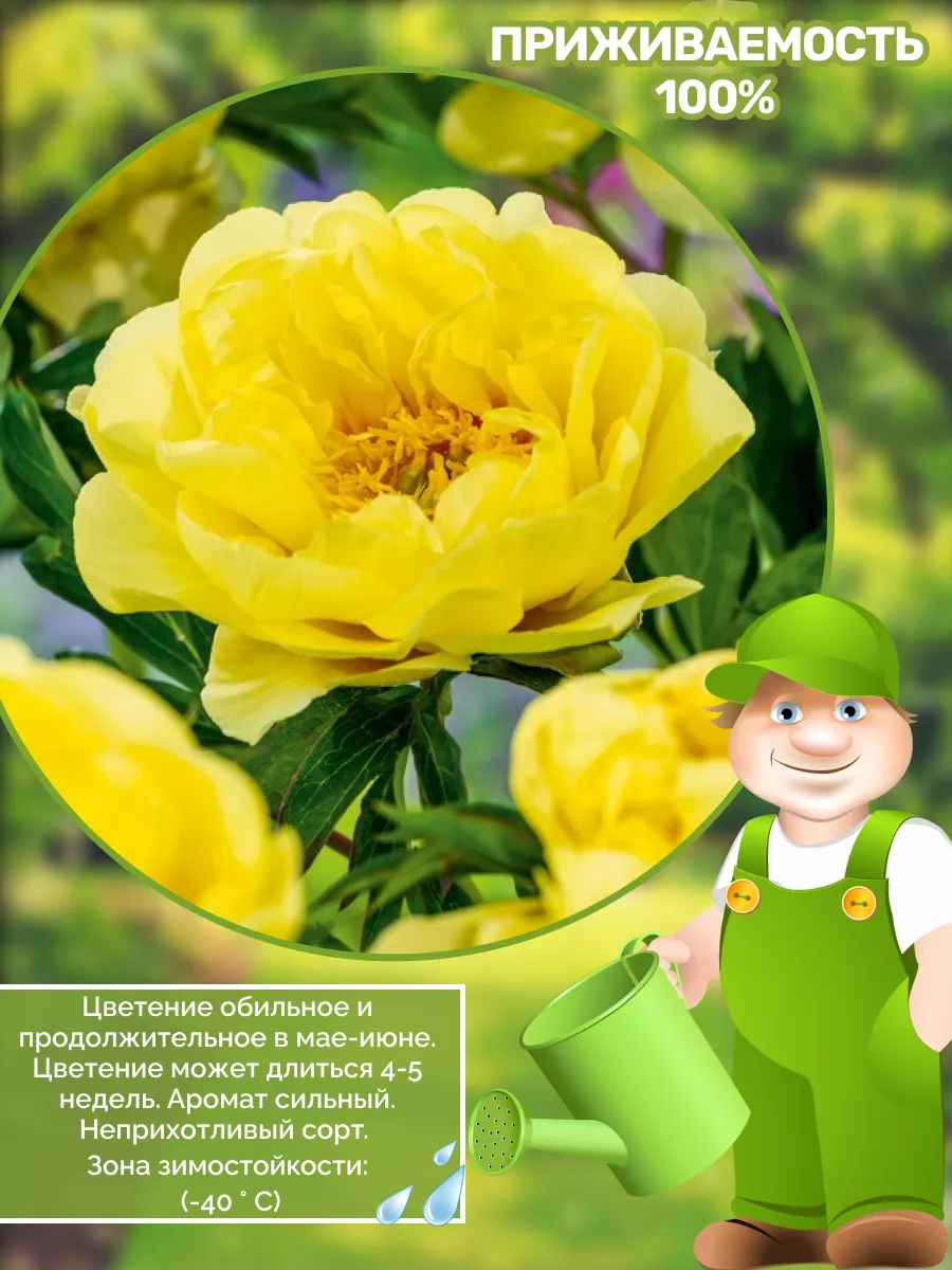 Купить Пионы Саженцы В Интернет Магазине Посадика