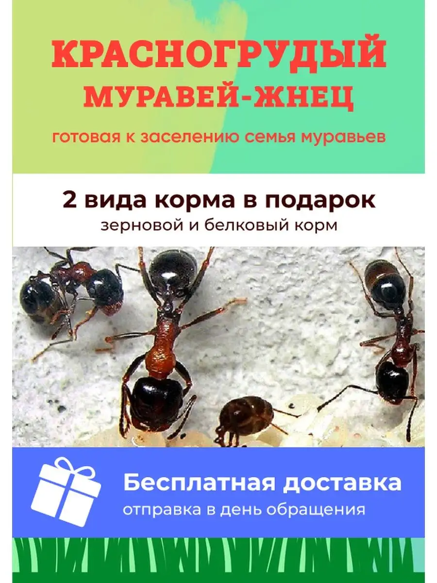 Муравьи для муравьиной фермы Messor Denticulatus