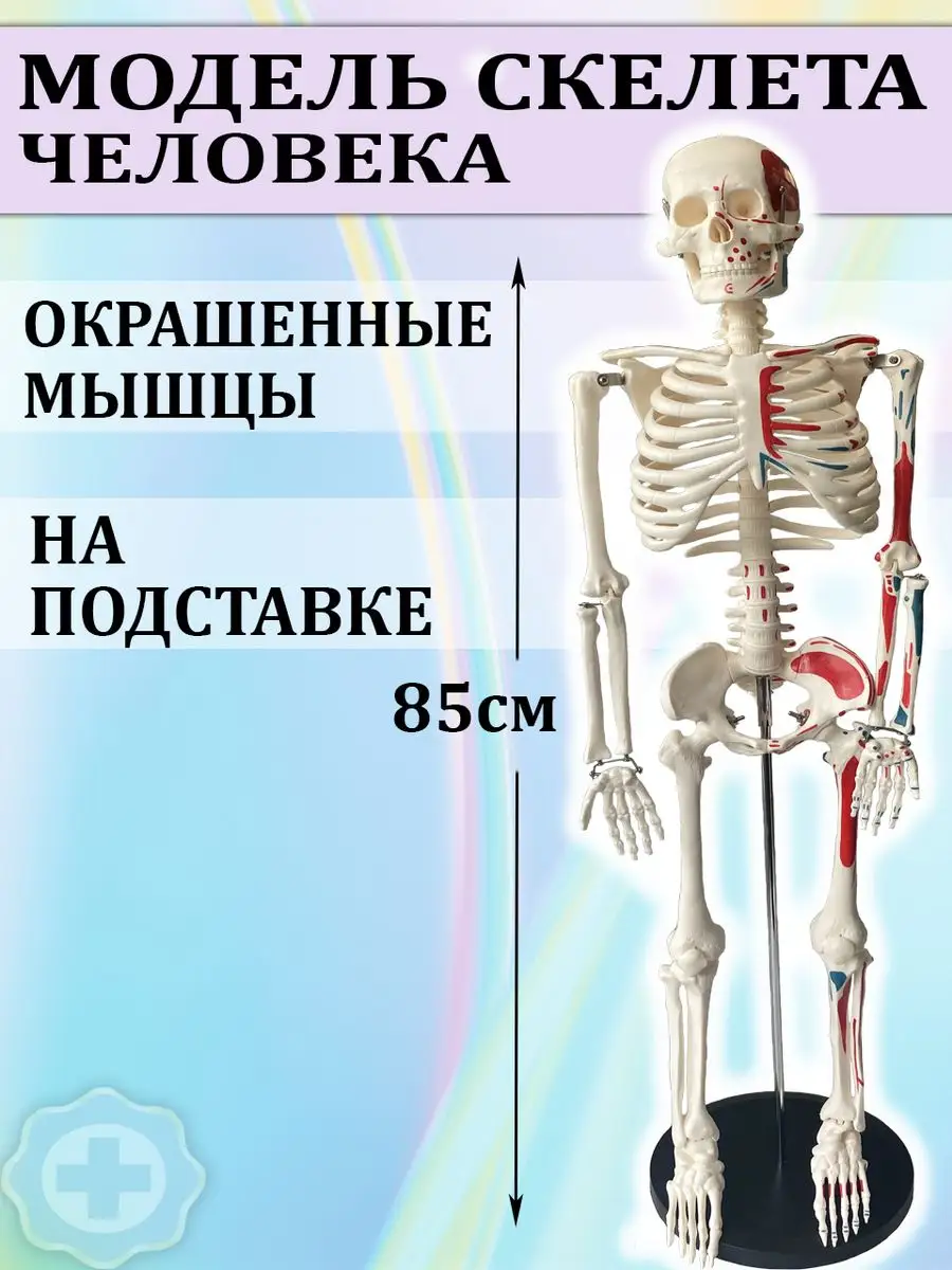 Модель Скелета Человека Купить