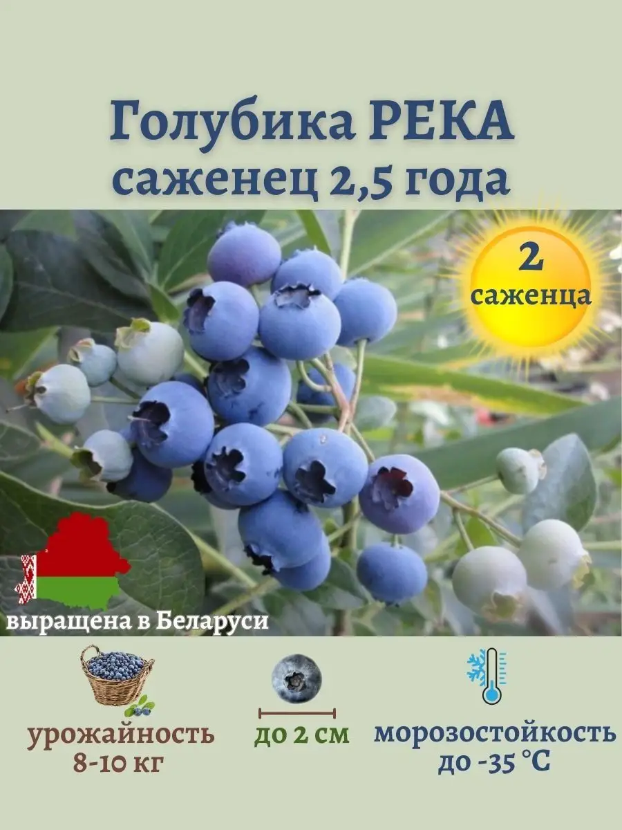 Голубика сорта для беларуси. Голубика река. Голубика река куст. Голубика река описание. Река голубика описание сорта фото отзывы Морозостойкость.