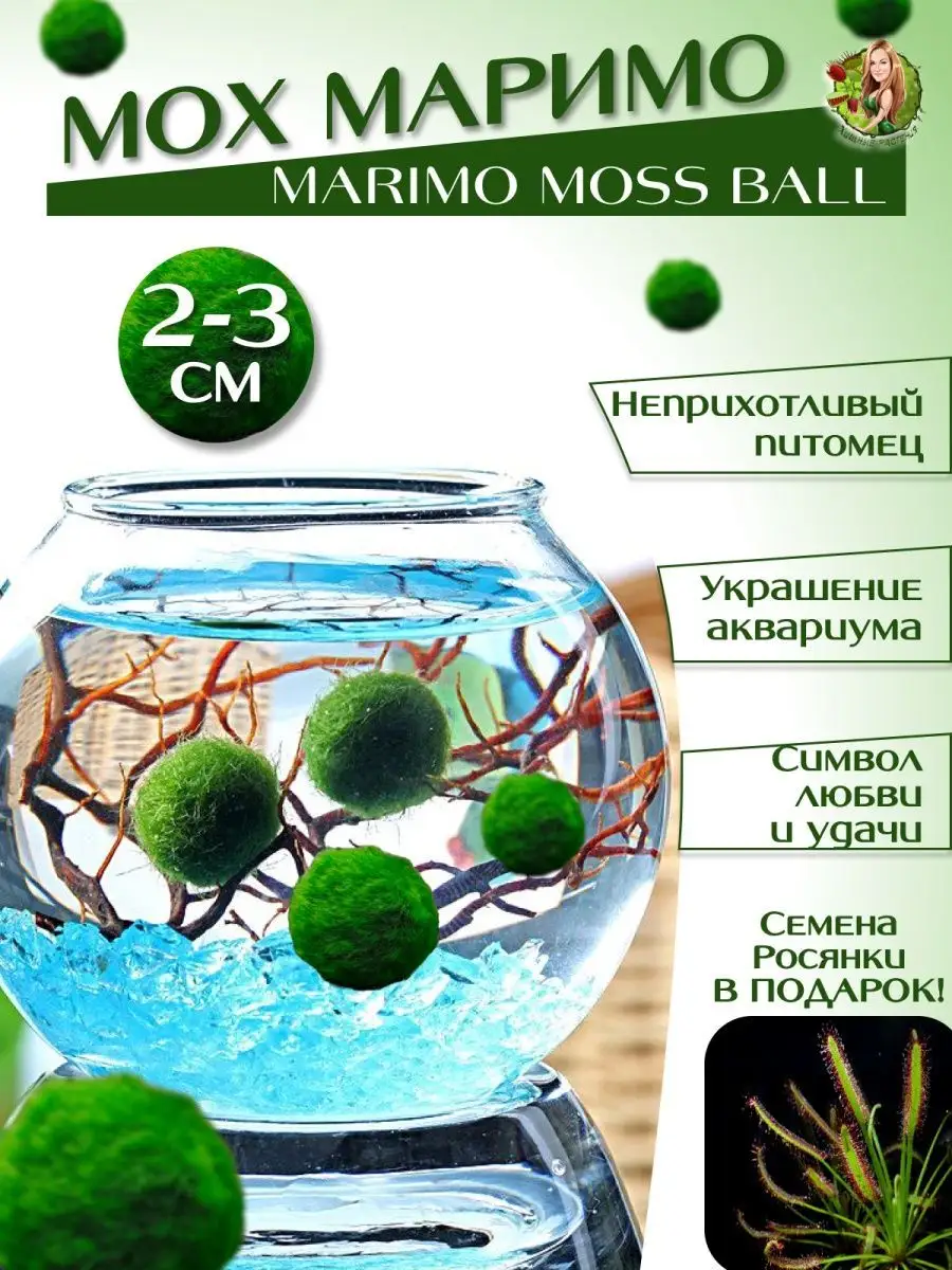 Маримо Кладофора Marimo moss ball купить по цене 659 ₽ в интернет-магазине  Wildberries | 168524181