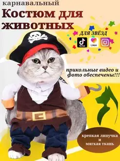 Нужна ли кошкам одежда? Если нужна, то какая именно и как ее сшить