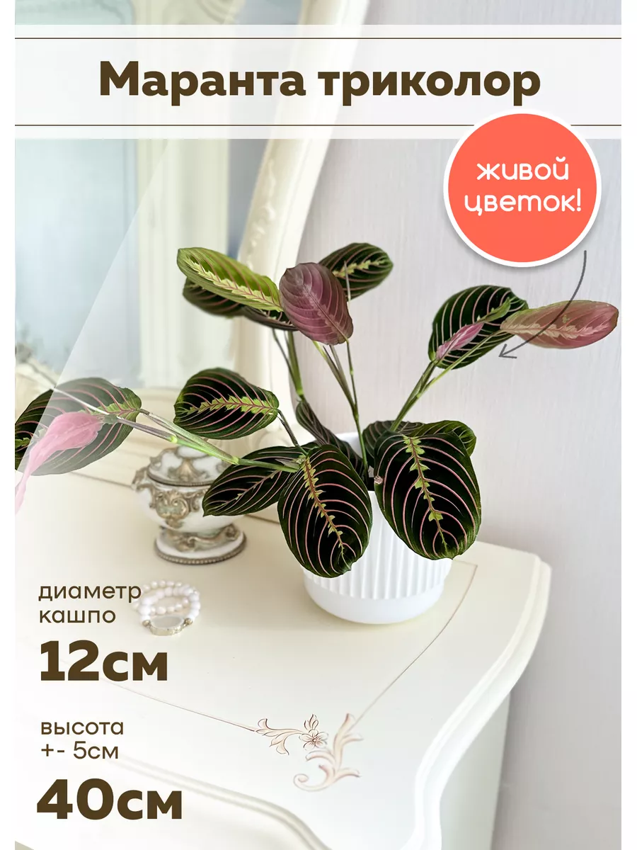 Комнатное растение живое Маранта Триколор SunlitFlora купить по цене 1 336  ₽ в интернет-магазине Wildberries | 169624757