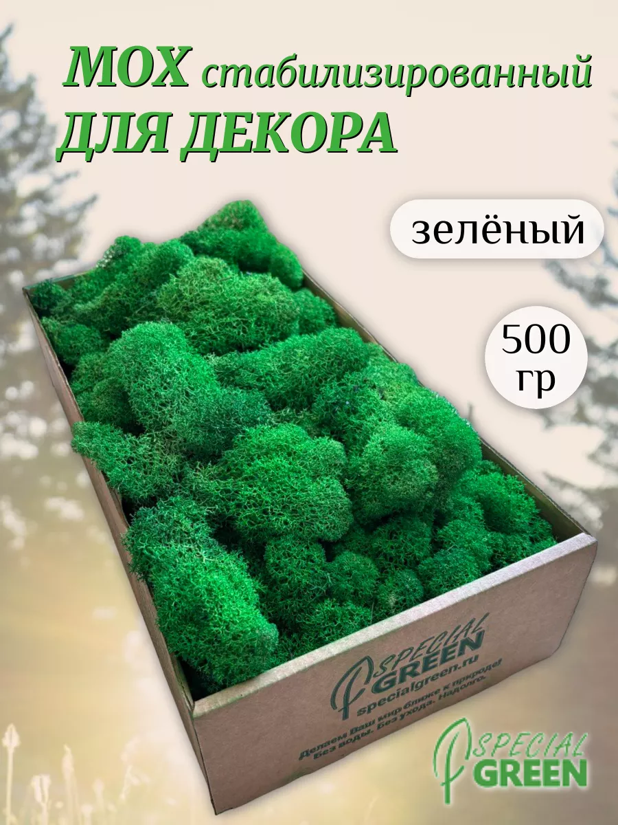 Мох стабилизированный ягель 500 гр SPECIALGREEN купить по цене 36,60 р. в  интернет-магазине Wildberries в Беларуси | 170209839