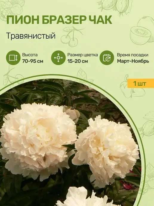 Купить Пионы Саженцы В Интернет Магазине Посадика