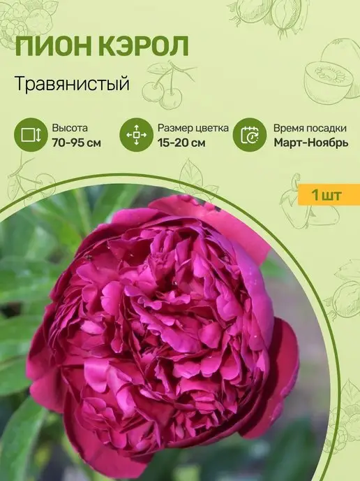 Купить Пионы Саженцы В Интернет Магазине Посадика