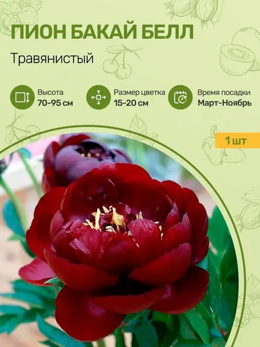 Купить Пионы Саженцы В Интернет Магазине Посадика