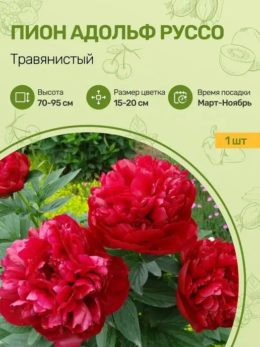 Купить Пионы Саженцы В Интернет Магазине Посадика