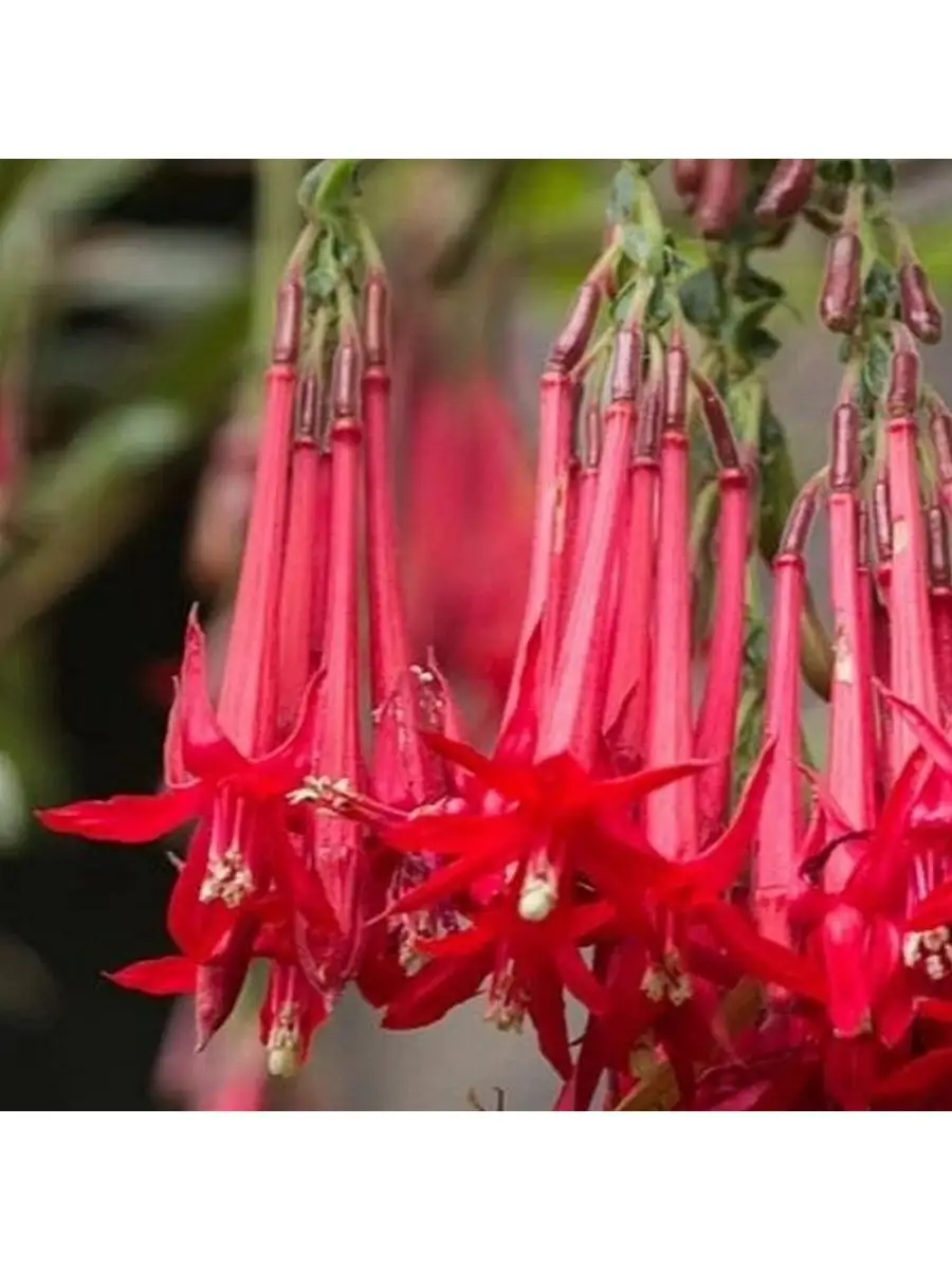 Фуксия Семенами Выращивание Купить