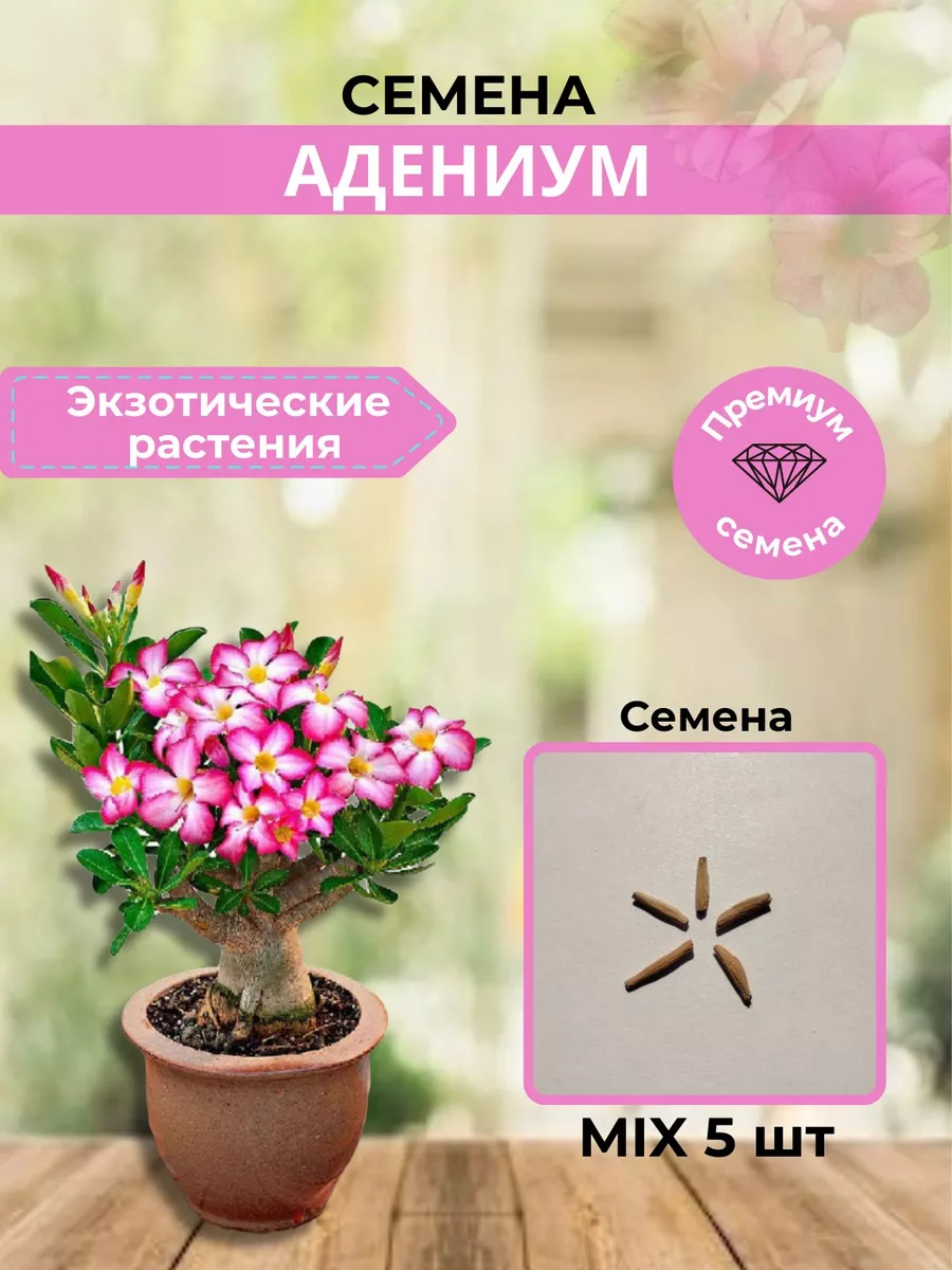 АДЕНИУМ Адениум семена сорт MIX-5 шт ТOП-SHOP купить по цене 437 ₽ в  интернет-магазине Wildberries | 172797616