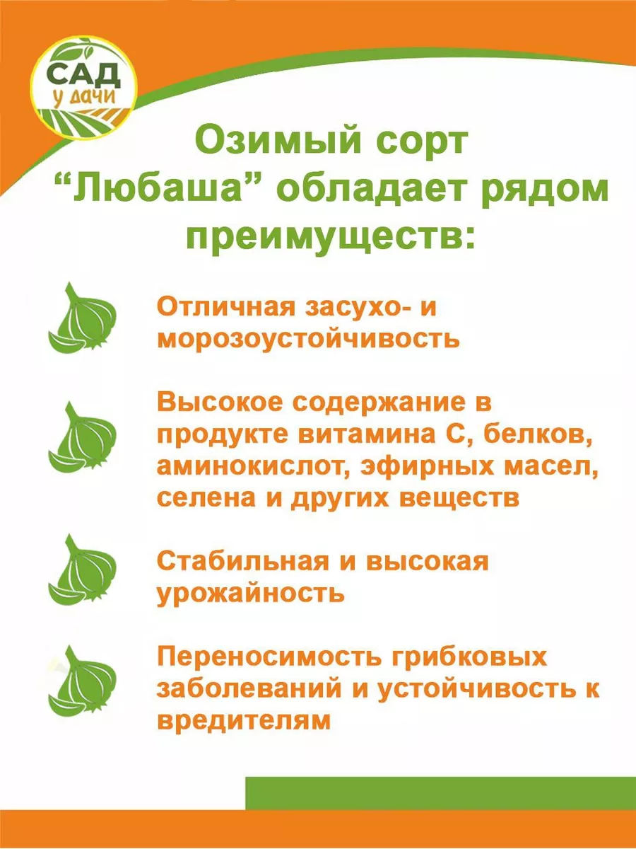 Набор чеснок озимый на посадку Любаша и чеснок Рокамболь Лукаморе купить по  цене 0 сум в интернет-магазине Wildberries в Узбекистане | 172799940