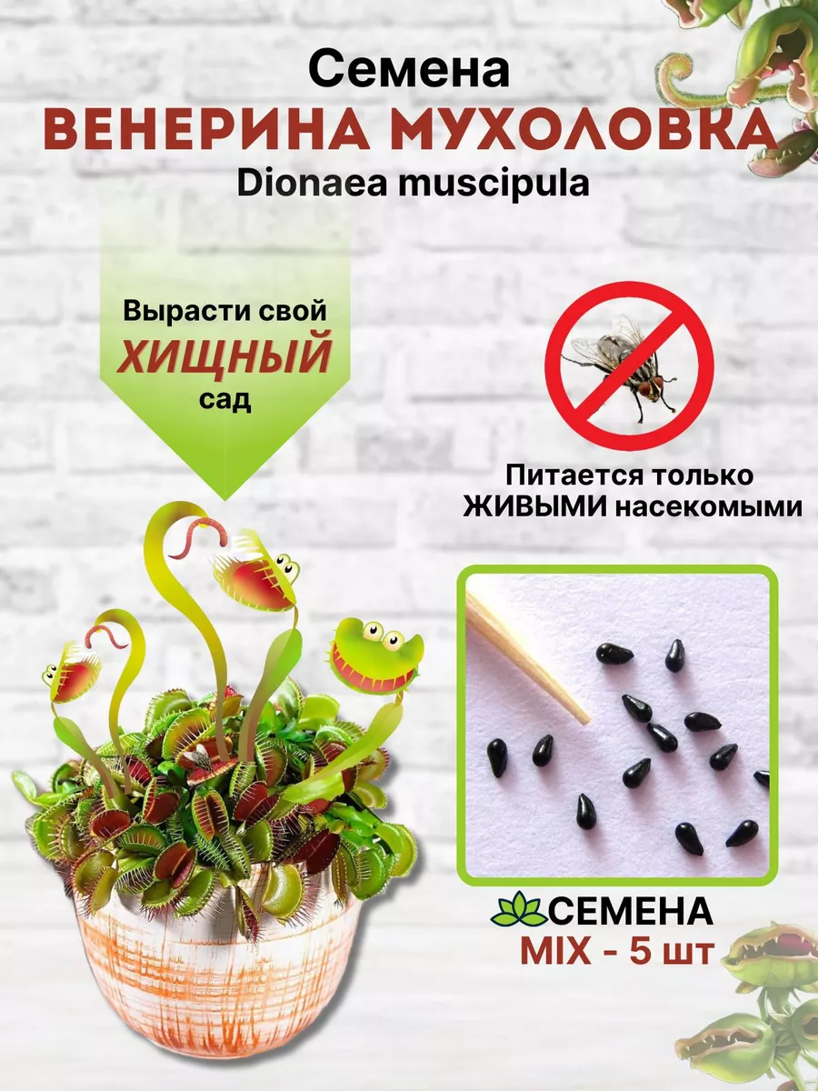 Семена (Dionaea muscipula) сорт Mix Венерина мухоловка купить по цене 484 ₽  в интернет-магазине Wildberries | 172897636