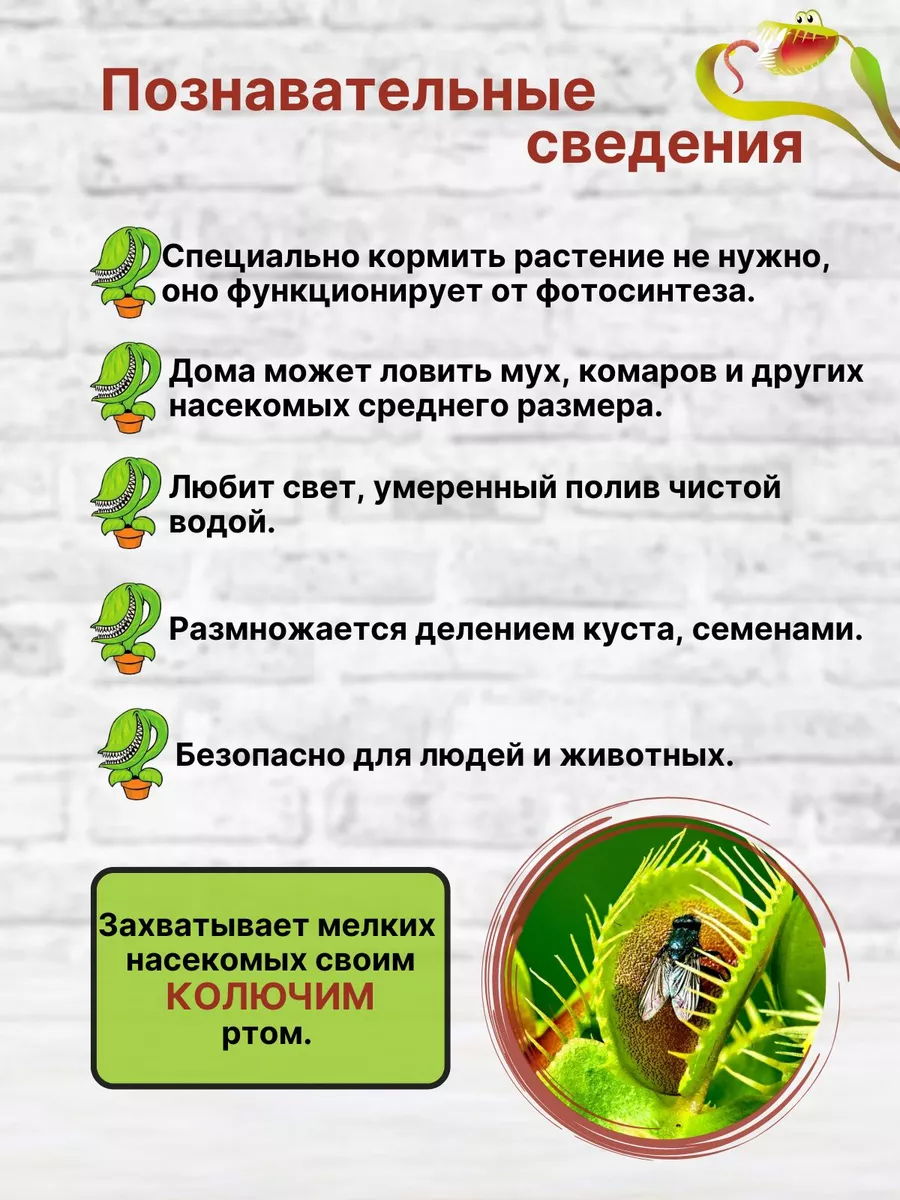 Семена (Dionaea muscipula) сорт Mix Венерина мухоловка купить по цене 484 ₽  в интернет-магазине Wildberries | 172897636