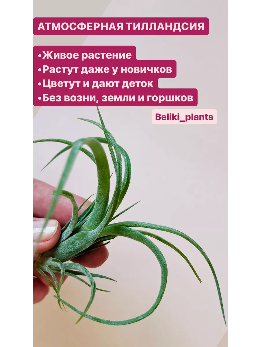 Тилландсия атмосферное растение тилландсии Beliki_plants купить по цене 0  сум в интернет-магазине Wildberries в Узбекистане | 173154691