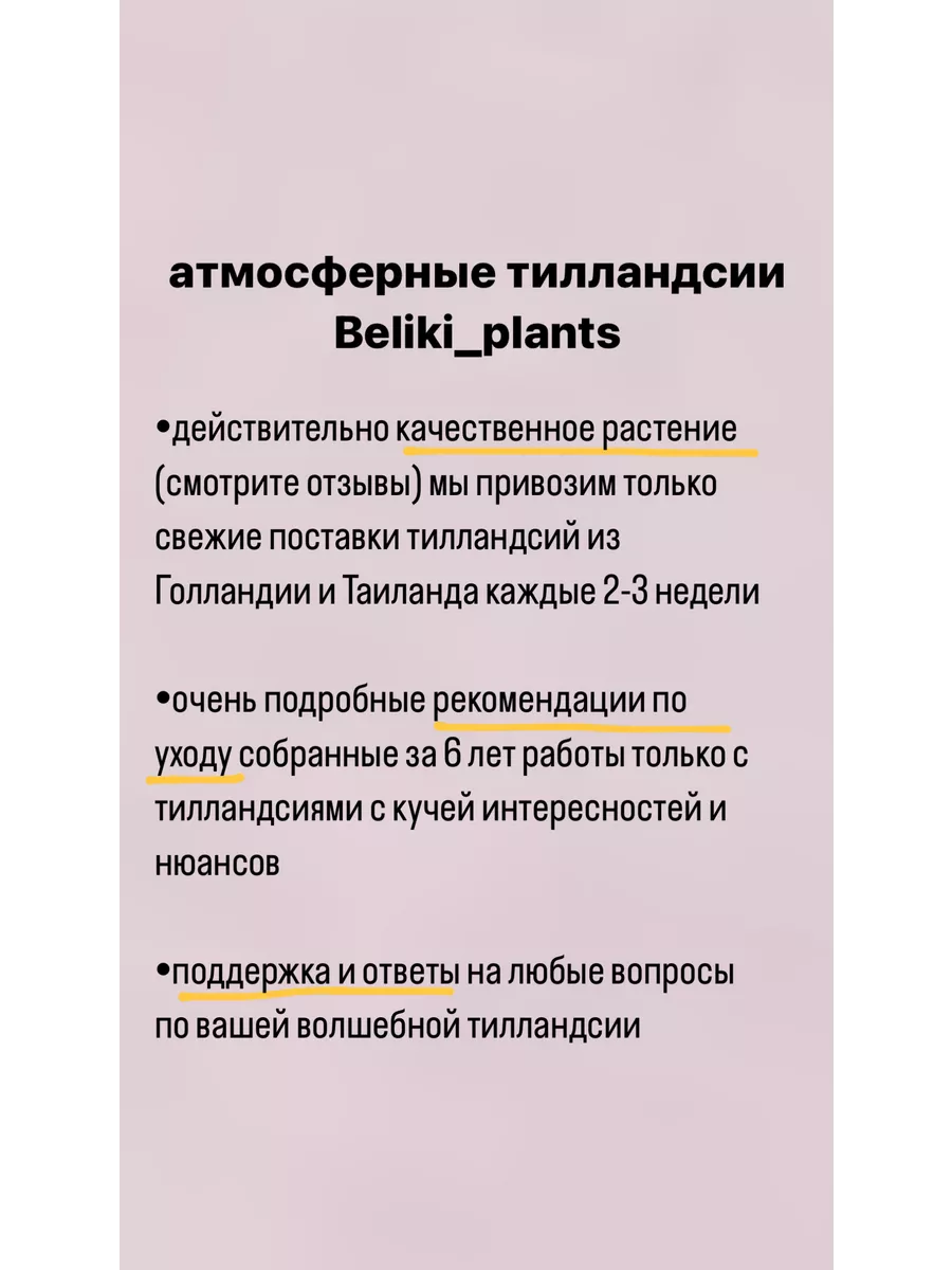 Тилландсия ионанта атмосферное живое растение тилландсии Beliki_plants  купить по цене 0 сум в интернет-магазине Wildberries в Узбекистане |  173155797