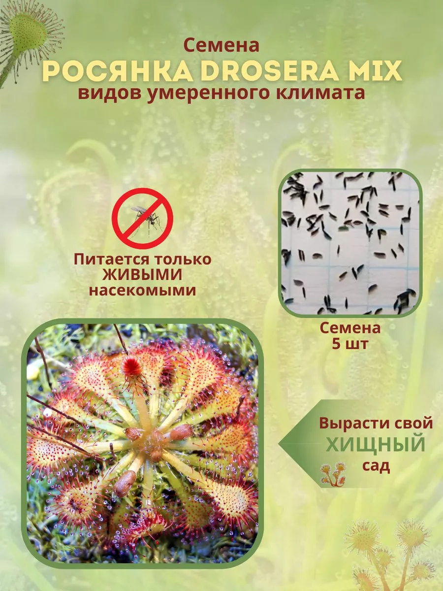 Семена росянки Drosera МИКС видов умеренного климата Росянка купить по цене  301 ₽ в интернет-магазине Wildberries | 173951138