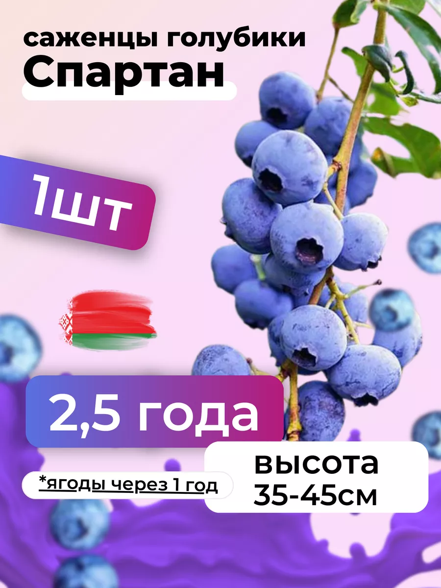 Саженцы голубики Спартан морозостойкие 2,5 года Беларусь 1шт КФХ «Ягодный  дар» купить по цене 504 ₽ в интернет-магазине Wildberries | 174582704