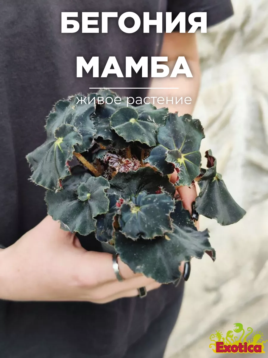 Бегония Черная Мамба (Begonia Rex Dark Mambo) D6см Exotica купить по цене  631 ₽ в интернет-магазине Wildberries | 174882163