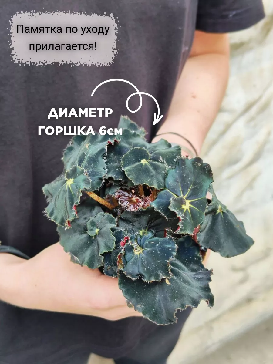 Бегония Черная Мамба (Begonia Rex Dark Mambo) D6см Exotica купить по цене  631 ₽ в интернет-магазине Wildberries | 174882163