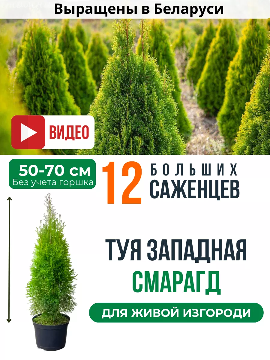 Туи саженцы Смарагд - 12 штук Хвойные деревья купить по цене 0 ₽ в  интернет-магазине Wildberries | 175182170