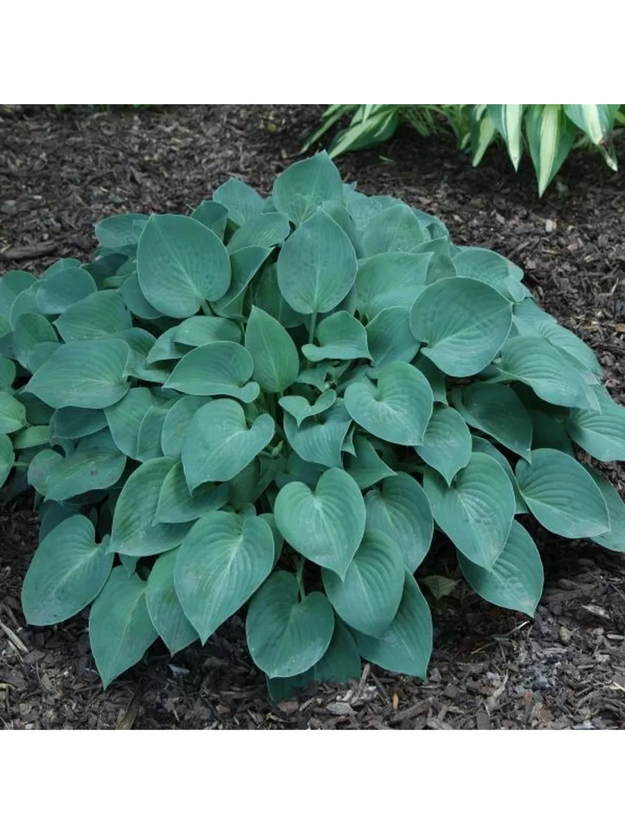 Хоста блю кадет (blue cadet). Хоста гибридная. Блю кадет. Хоста гибридная блу кадет. Хоста гибридная блу кадет.