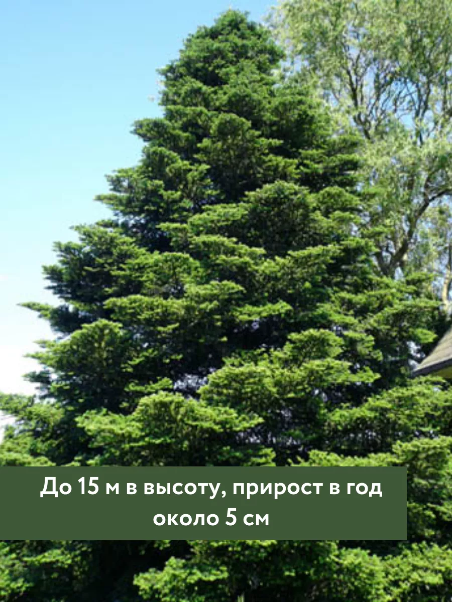 Корейская пихта саженец, хвойное дерево Саженец пихты купить по цене 1 921  ₽ в интернет-магазине Wildberries | 177018275