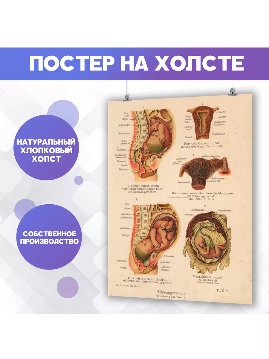 Расшифровка результатов 1 скрининга при беременности