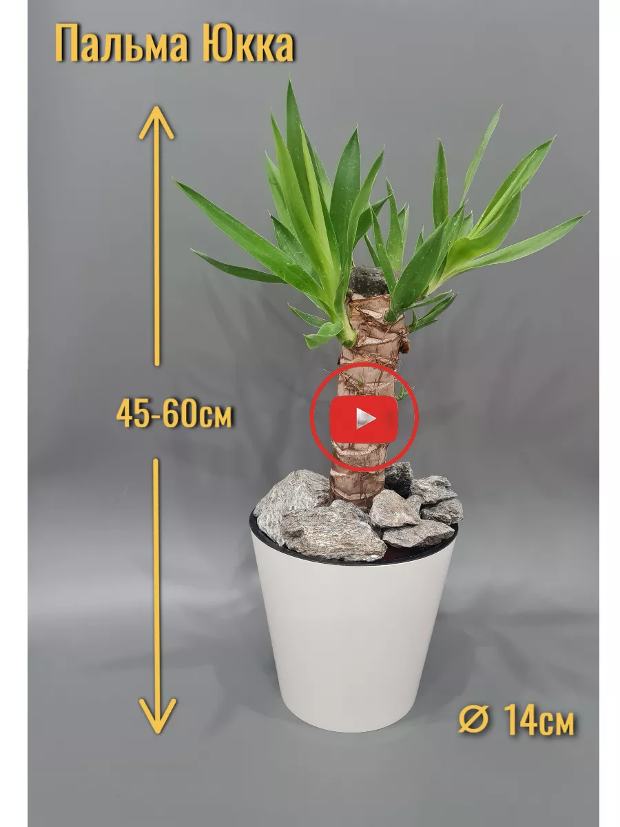 Пальма Юкка живое комнатное растение 45-60см Комнатные растения и Саженцы  купить по цене 0 сум в интернет-магазине Wildberries в Узбекистане |  178677609