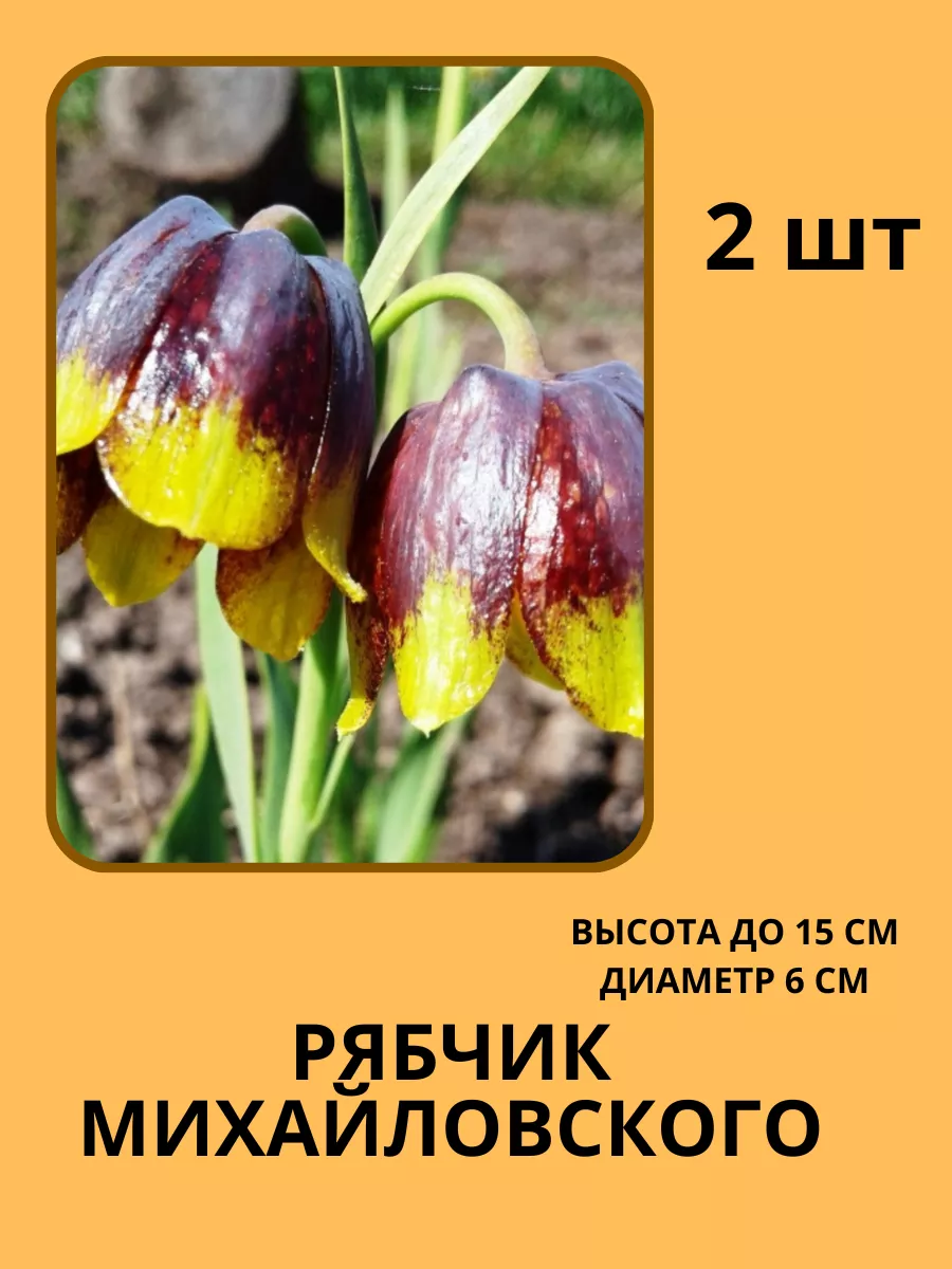 Купить Луковицы Рябчиков Недорого