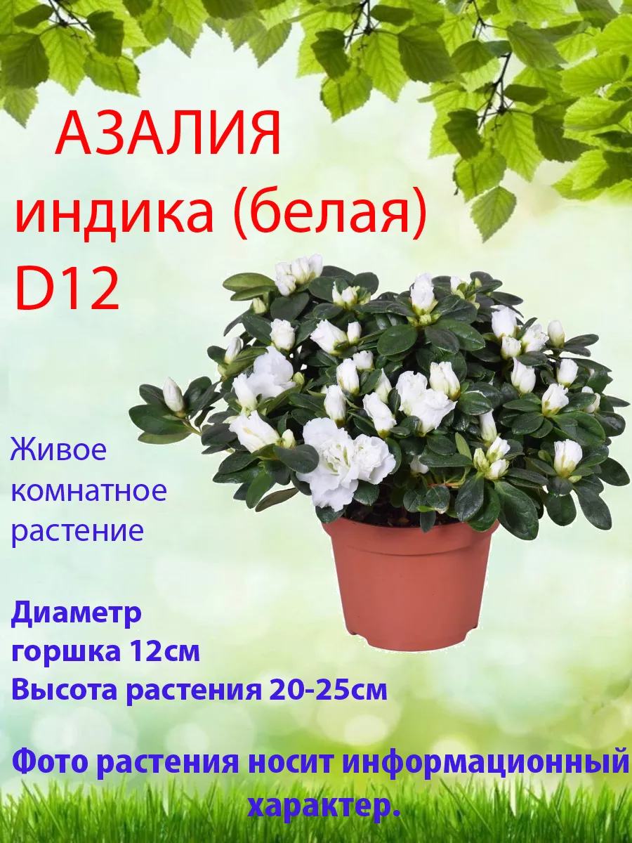 Азалия индика, белая, D12 Цветы в доме купить по цене 1 415 ₽ в  интернет-магазине Wildberries | 179071383