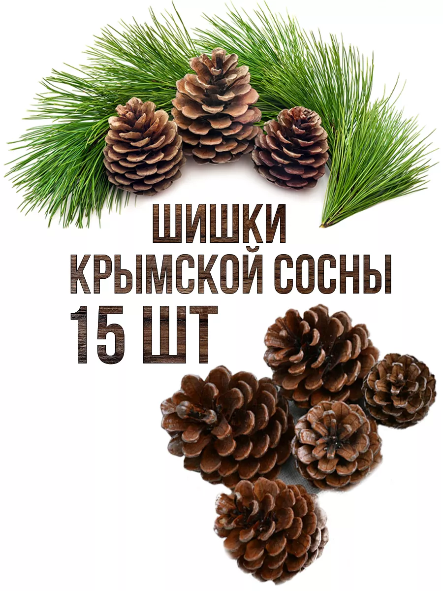 Шишки крымской сосны набор натуральные для поделок Творческие Мастерские  купить по цене 7,17 р. в интернет-магазине Wildberries в Беларуси |  179869920