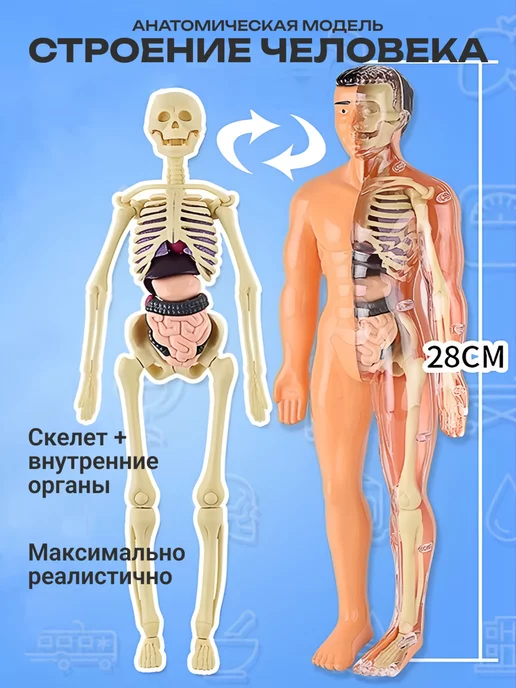 DeViVa Анатомическая модель для детей " Строение человека"