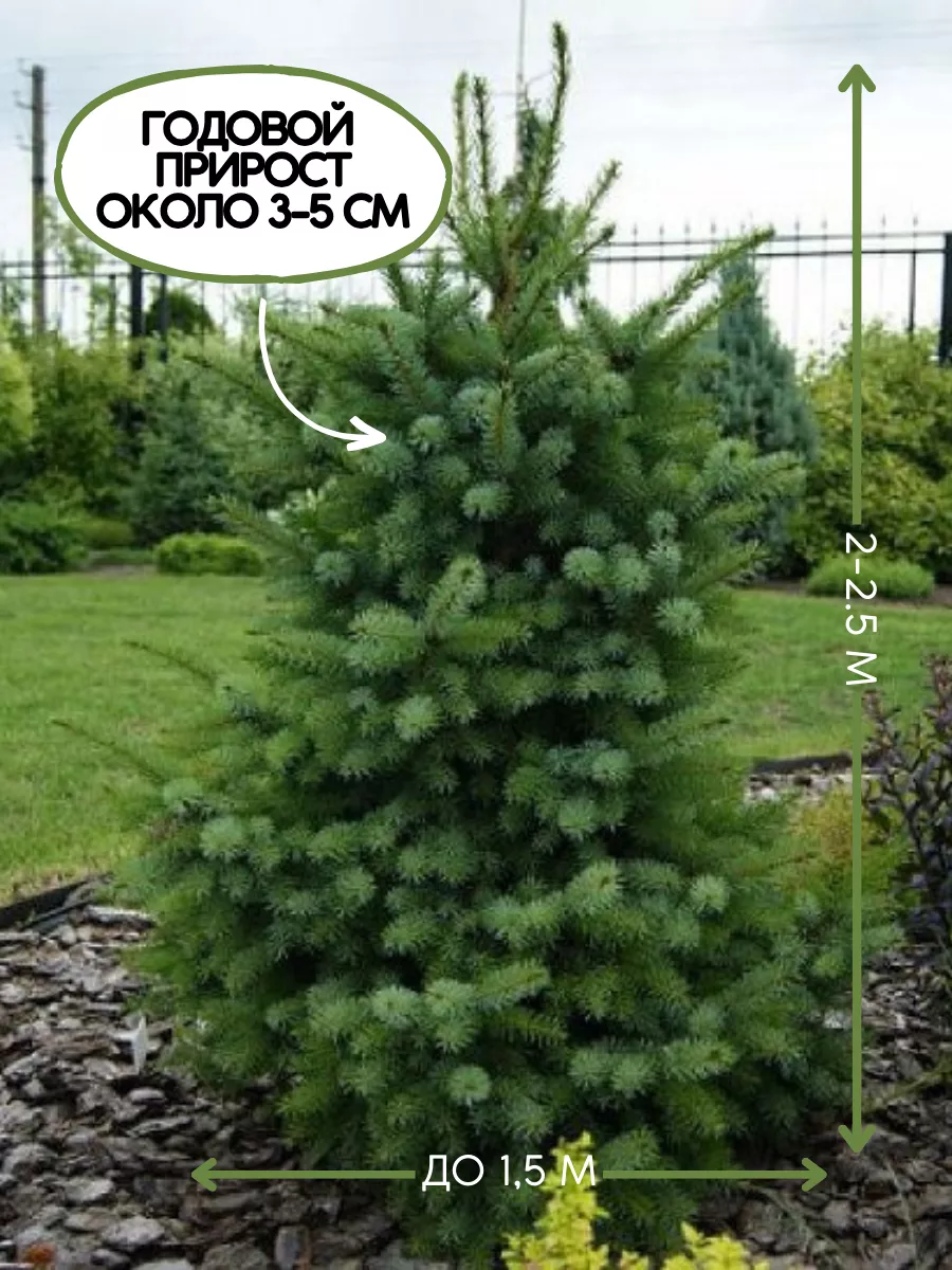 До ели. Ель Сербская Zuckerhut. Ель Сербская Picea omorika. Ель Сербская Цукерхут. Ель колючая, канадская, Сербская.
