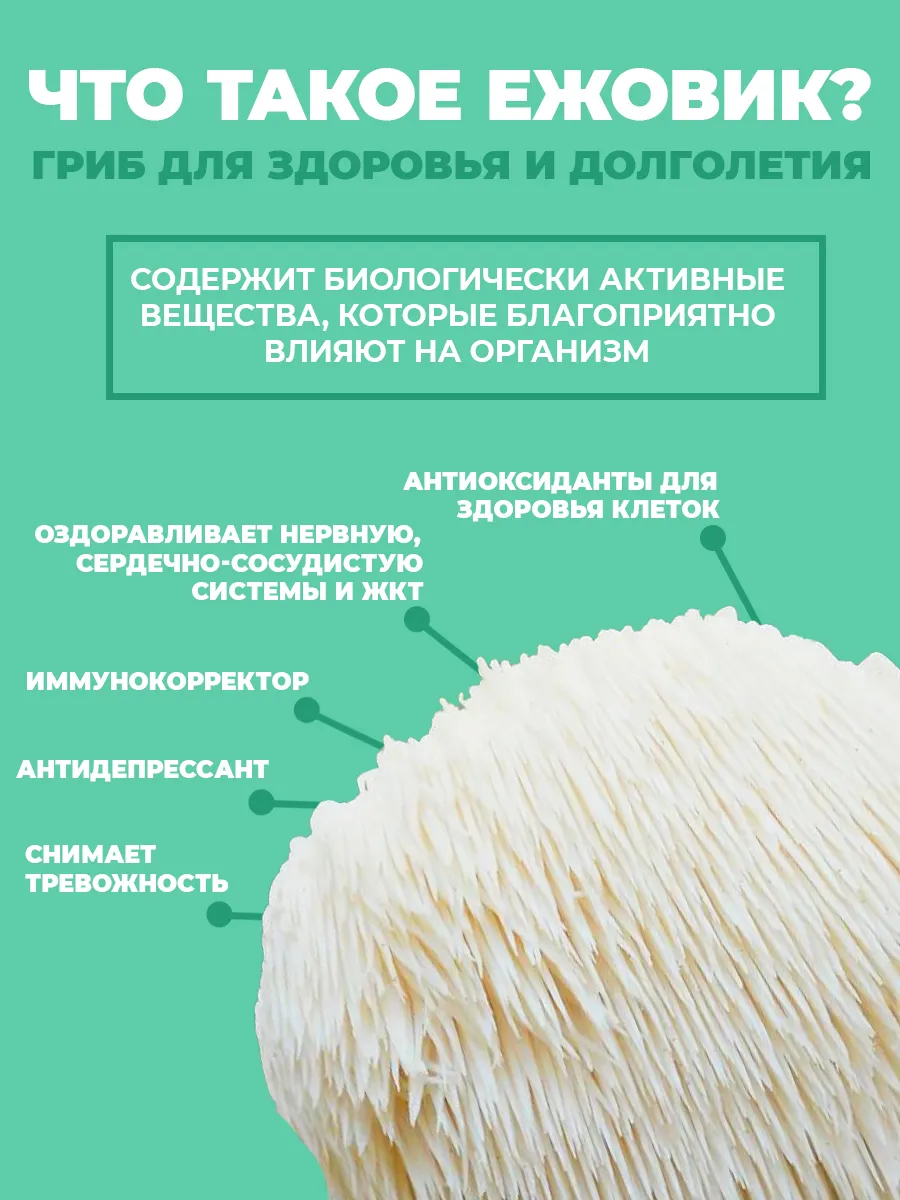 Ежовик гребенчатый — как правильно пить и противопоказания к применению