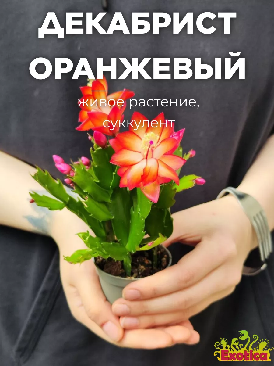 Декабрист Оранжевый (Schlumbergera Tendenza Orange) D6см Exotica купить по  цене 896 ₽ в интернет-магазине Wildberries | 182283033