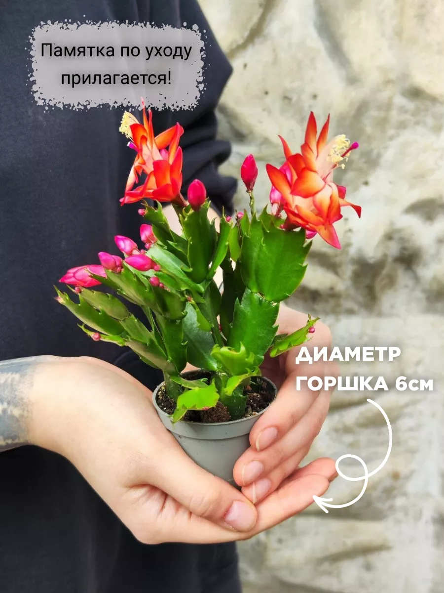 Декабрист Оранжевый (Schlumbergera Tendenza Orange) D6см Exotica купить по  цене 896 ₽ в интернет-магазине Wildberries | 182283033