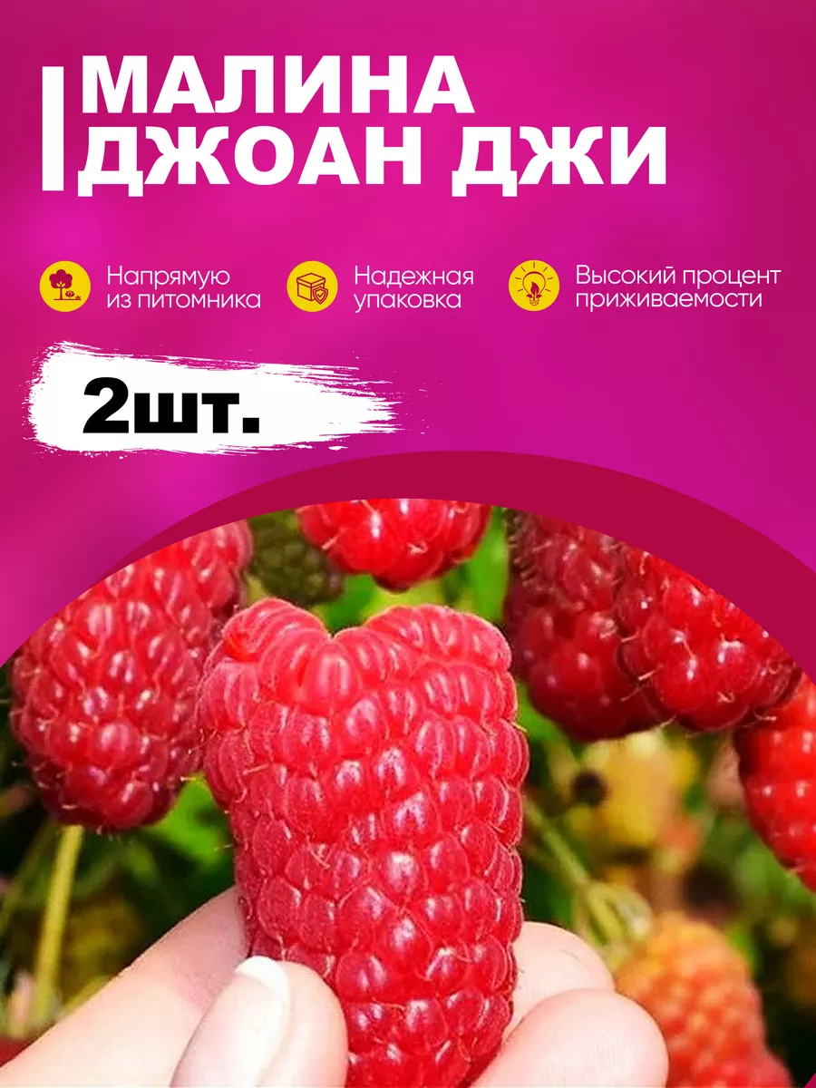 Малина Галактика Фото