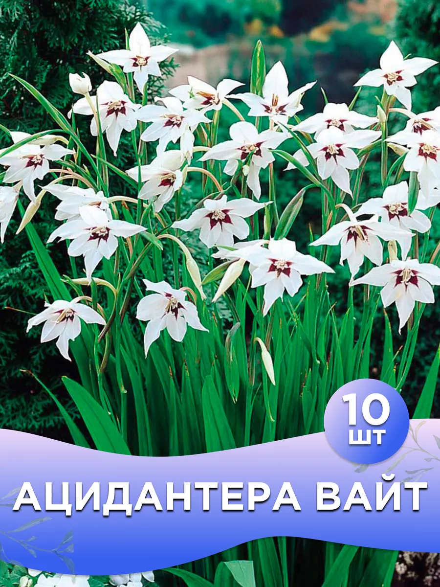 Ацидантера