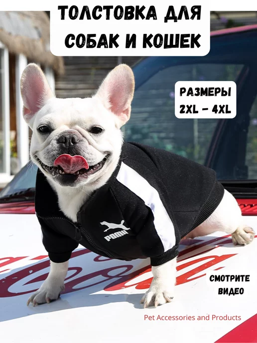 Зимняя одежда для собак французский бульдог (73 фото)