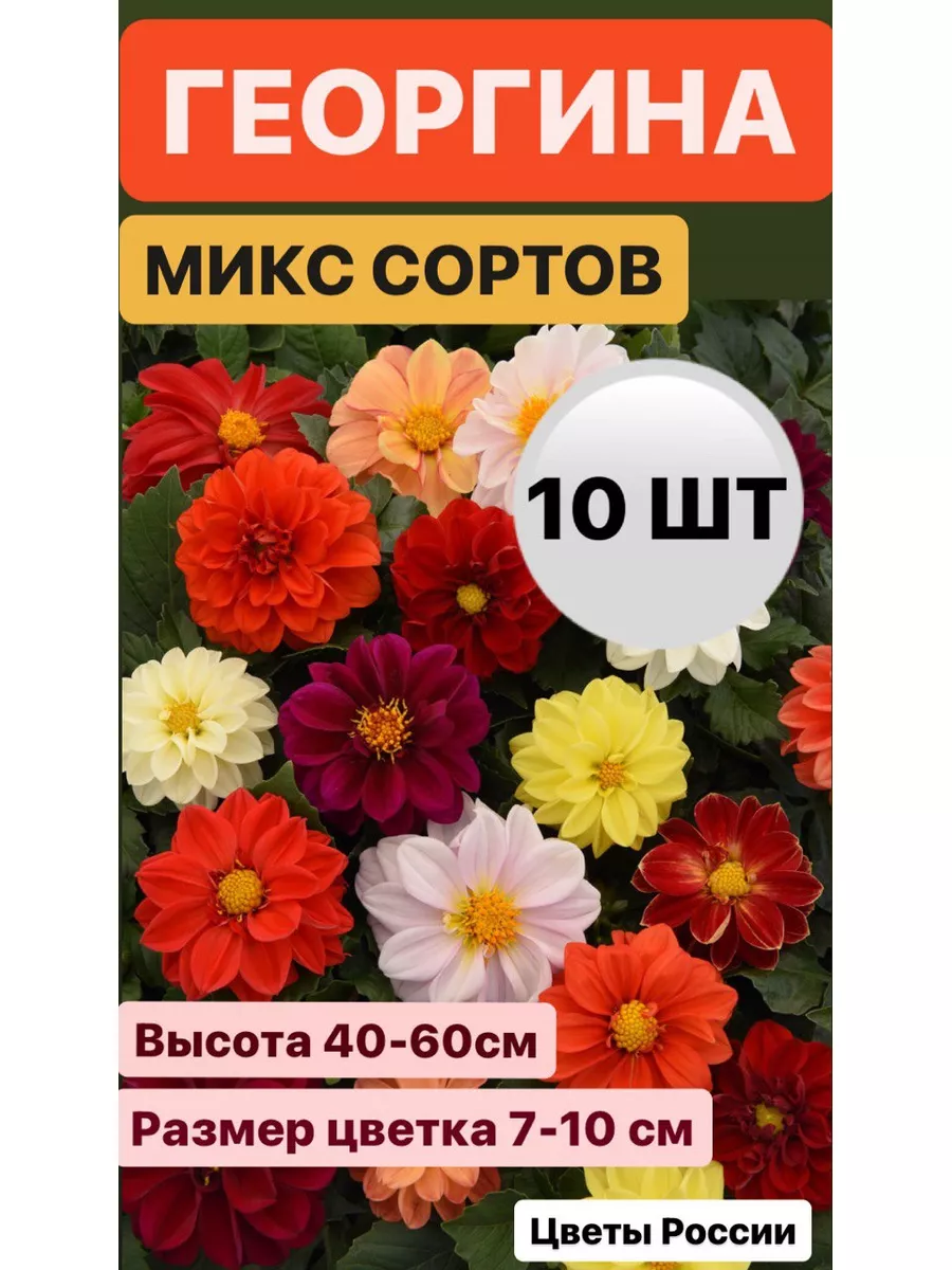 Георгины Клубни Цветов Цветы России купить по цене 0 сум в  интернет-магазине Wildberries в Узбекистане | 182935662