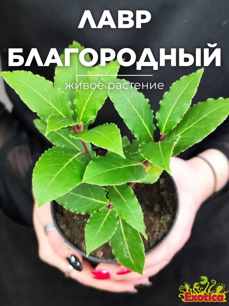 Лавр Благородный, или Лавровое дерево (Laurus Nobilis) D11см Exotica купить  по цене 1 261 ₽ в интернет-магазине Wildberries | 185393269