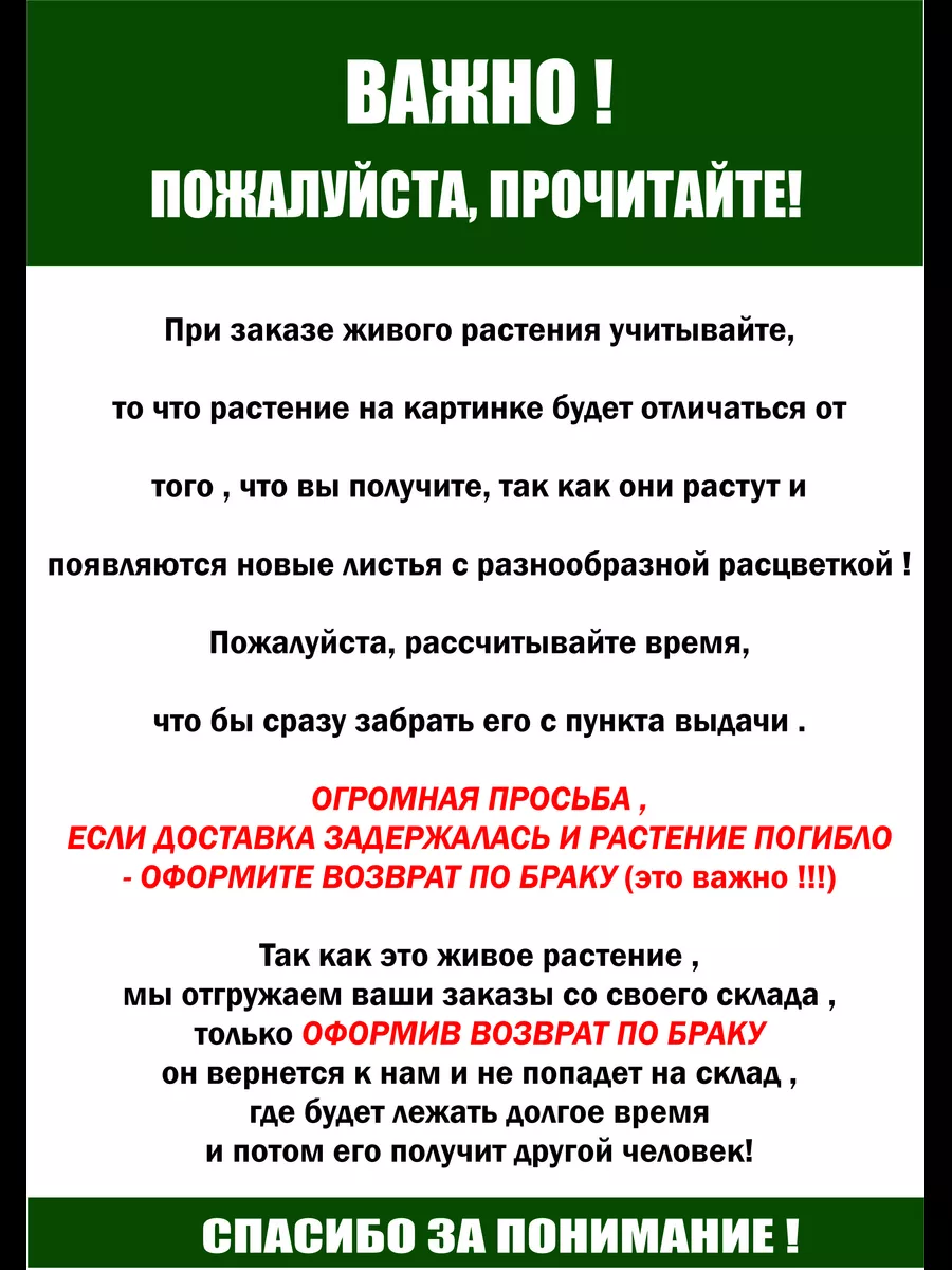 Особенности ухода за шлюмбергерами (декабристами) в осенний период. Готовимся к цветению.