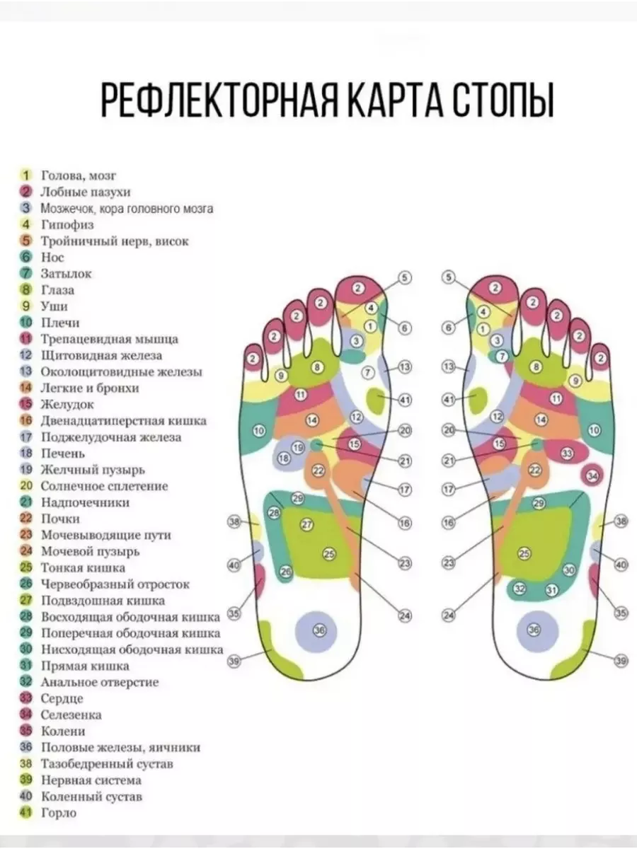 Анатомия женщины (строение женских половых органов) – полезные материалы chelmass.ru