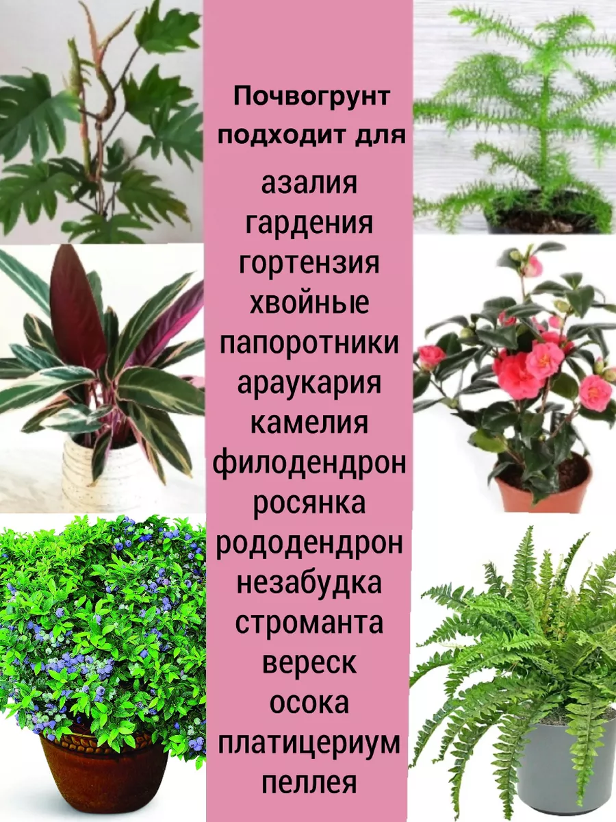 Грунт универсальный для азалий голубики строманты 3литра Счастье есть!  купить по цене 135 200 сум в интернет-магазине Wildberries в Узбекистане |  188575575