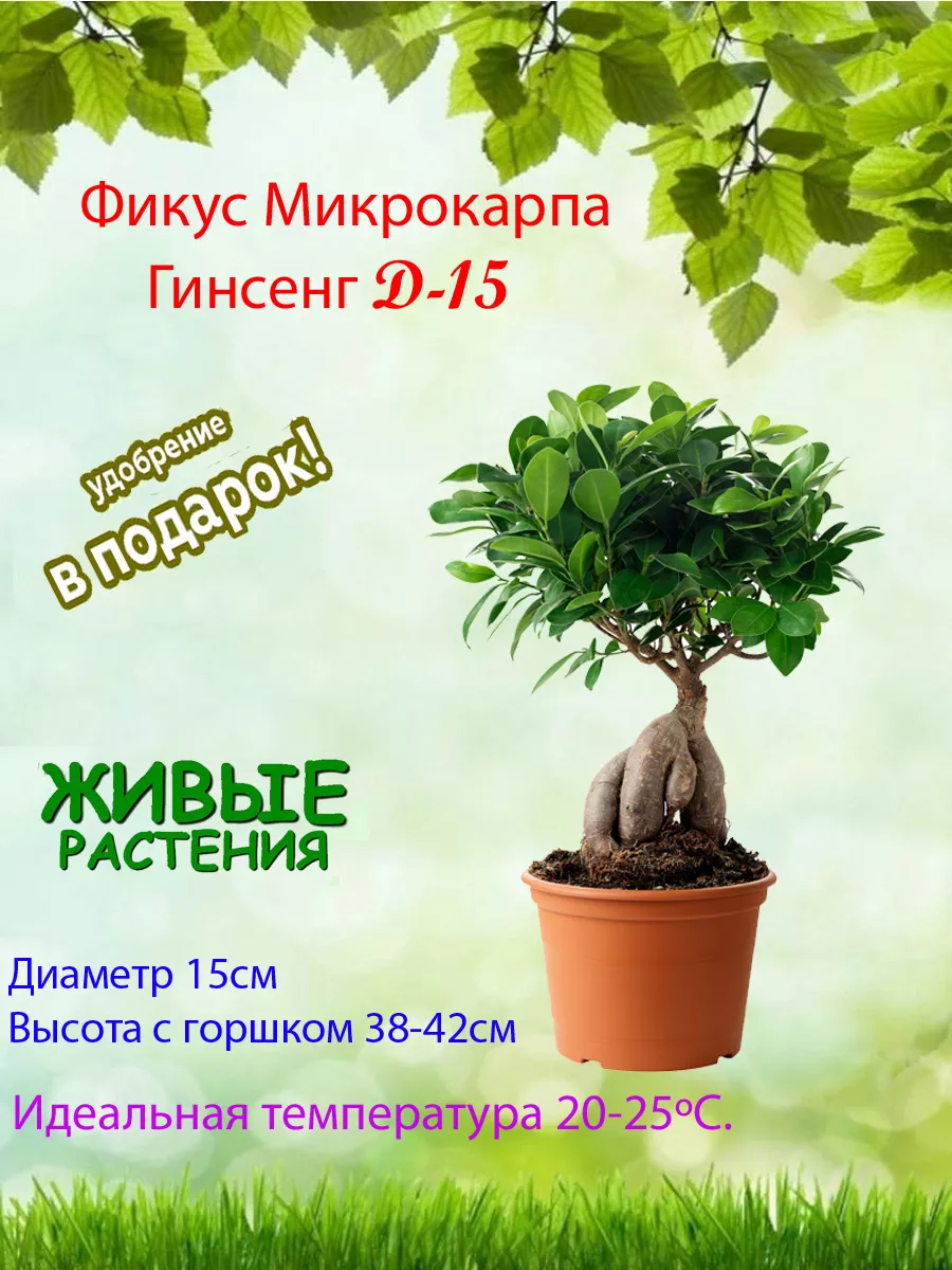 Комнатное растение Фикус микрокарпа Гинсенг d-15 Это наш сад купить по цене  3 523 ₽ в интернет-магазине Wildberries | 188847041