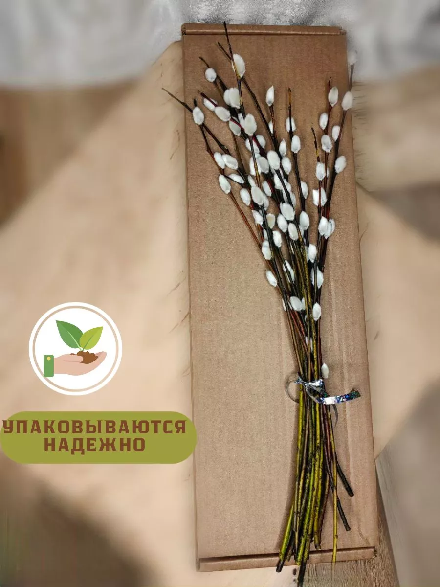 Веточки вербы One herb купить по цене 545 ₽ в интернет-магазине Wildberries  | 189072829