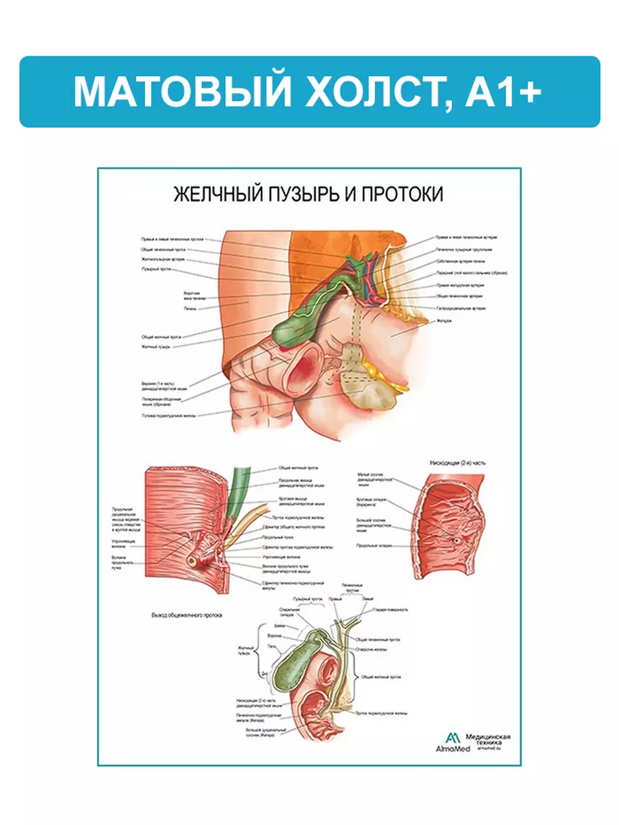 Желчный пузырь и протоки (анатомия человека) плакат A1+ купить по цене 1  208 ₽ в интернет-магазине Wildberries | 189106386