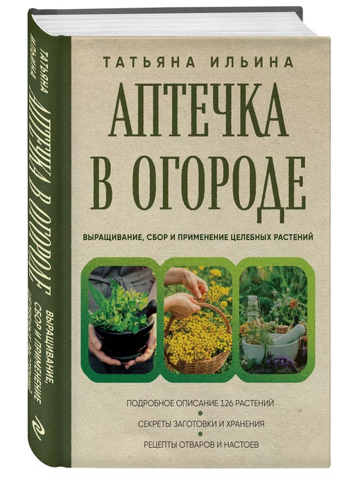 Аптека на подоконнике: лекарственные растения дома круглый год